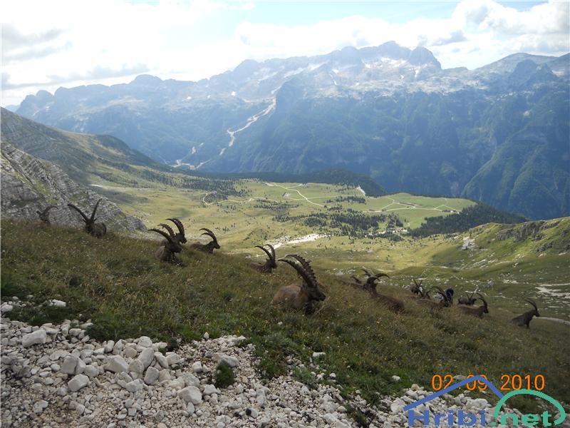 Kraljestvo zlatoroga, zadaj planina Pecol, višje Kanin