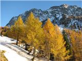 Forcella Clap del Jovel nad macesni vrh Lipnika - Monte Schenone