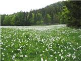 Planina pod Golico