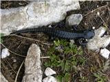 Planina Jezerca - Kalška gora