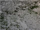 Od parkirišča pod slapom do Doma planincev v Logarski Gamsi pred vstopom v skalo - proti sedlu