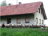 Zbudila sva ovce - za hišo v breg naprej ( markacije )  - tu sva tudi zaokrožila krožno pot