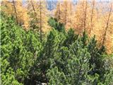 Planina Ravne - Križevnik Čez tole smo se pa prebijali..