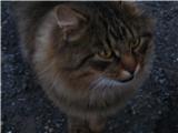 Ta mačka na parkirišču pri Rifugio Allavena je tako mjavkala, da sem ji moral dati pol svojega kosa mortadele - zvečer in zjutraj!