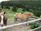 Konji pri koritu - Porezen