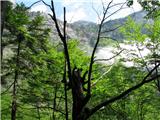 Pogled na Bohinjsko jezero