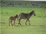 Ngorongoro, Tanzanija