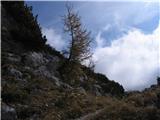 Planina Ravne - Molička peč (planina) Macesen ob poti