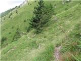 Hudičev boršt na Zaplati-1328 m.n.v. morje trave
