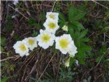 Alpski kosmatinec (Pulsatilla alpina)