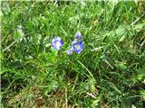 Alpine flax (Linum julicum)