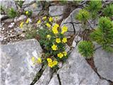 Helianthemum alpestre