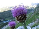 Planina pri jezeru,7 jezera,pl.Ovčarija,pl.Viševnik,Pršivec kako se pa ta imenuje pa ne vem je pa vseeno lepa