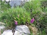 Alpska medenica (Hedysarum hedysaroides)