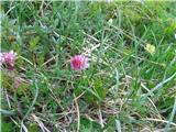 Kamnik Orchid (Nigritella lithopolitanica)