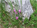 Ciklama (Cyclamen purpurascens)