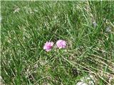 Armeria alpina 