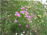 Alpski pečnik (Armeria alpina)