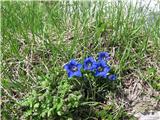 Trumpet Gentian (Gentiana clusii)