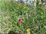 Nigritella rubra