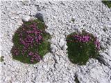 Moss Campion (Silene acaulis)