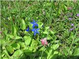 Trebušasti svišč (Gentiana utriculosa)