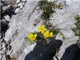 Helianthemum alpestre