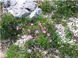 Divji klinček (Dianthus sylvestris)