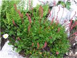 Rumex nivalis