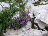 Alpski šetrajnik ali alpski čober (Calamantha alpina)