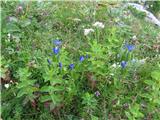 Trebušasti svišč (Gentiana utriculosa)