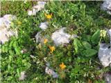 Abraščaščevolistni grint-senecio abrotanifolius l.-listi so pernato deljeni,torej bi moral biti pravi. Ravno tako na planini Ovčariji. Ta planina je res mali naravni gorski botanični vrt. Ta grint imenujejo tudi ozkorogljati  grint.