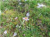 Samo tu je opaziti veliko alpske nebine-aster alpinus-nebinovke.