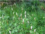 Živorodna dresen-polygonum viviparum l.,rasel poleg prejšne rožice