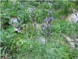 Aconitum angustifolium