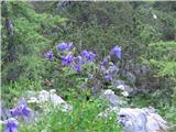 Aquilegia vulgaris