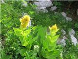 Cele poljane košutnika že kmalu nad kočo-vardjanov svišč-gentiana lutea L. subsp. vardjanii-sviščevke.