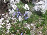 Trebušasta zvončica (Campanula cochleariifolia)