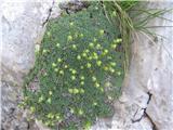 Nasršeni kamnokreč (Saxifraga squarrosa)