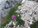 Alpski bodak( turek)-carduus defloratus-nebinovke. Rasel je v grušču že v skalah.