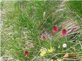 Rdeča murka (Nigritella rubra)