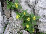 Paederota lutea