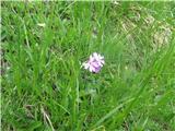 Dolgocvetni jeglič (Primula halleri)