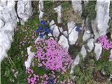 prijatelja-bezstebelna lepnica- silene acaulis -klinčnice in clusijev svišč-gentiana clusii-sviščevke.