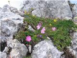 Sedaj pa se začne Špičje- združba na skali. Med njimi divji klinček ali divji nageljček -dianthus sylvestris -klinčnice.