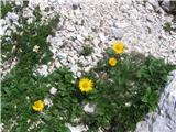 Ledeniški divjakovec (Doronicum glaciale)