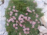 Triglavska roža-bleščeči prstnik-potentilla nitida-rožnice.