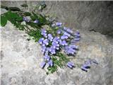 Zois' bellflower (Campanula zoysii)