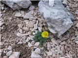 Kernerjev mak-papaver alpinum L. subsp. kerneri-makovke, na melišču pod bivakom.