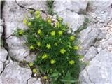 Vednozeleni kamnokreč-saxifraga -kamnokrečevke.